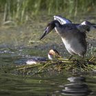 Haubentaucher im Nest