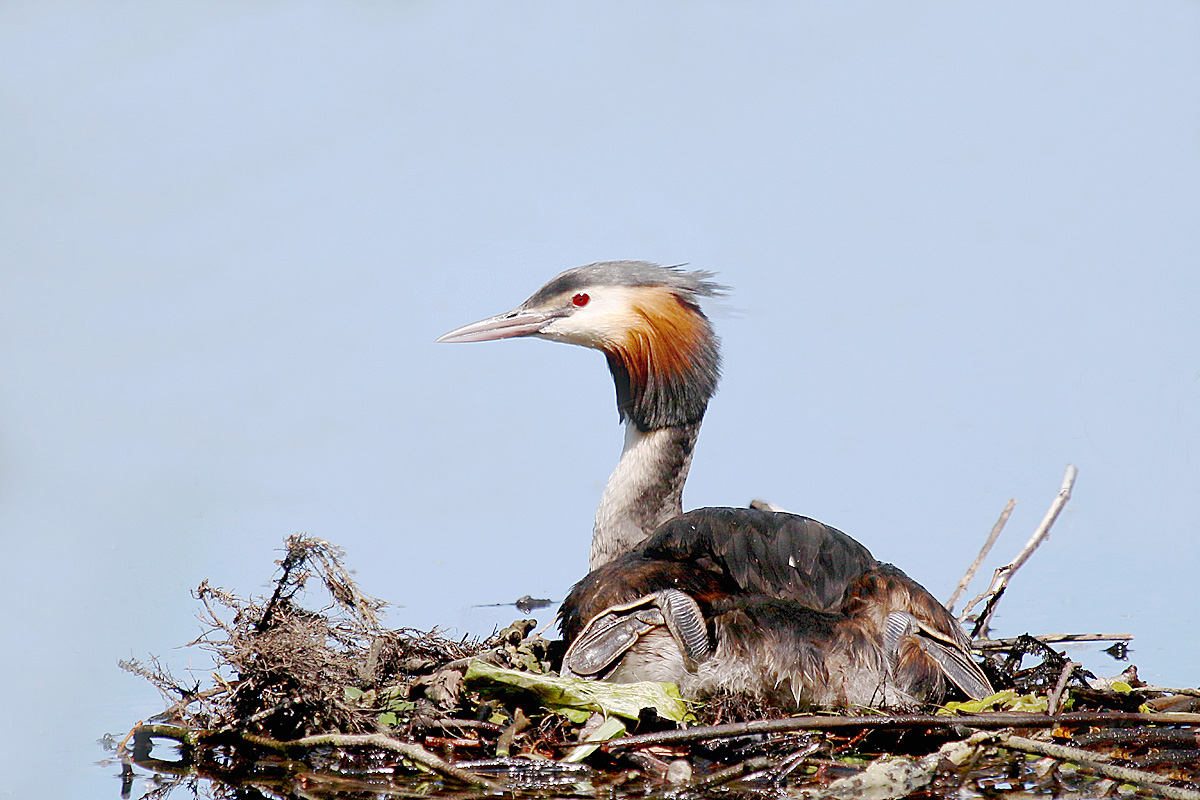 Haubentaucher im Nest....brütend...