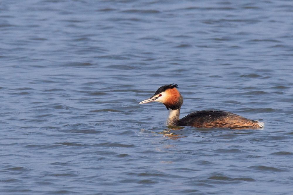 Haubentaucher im Stockweiher