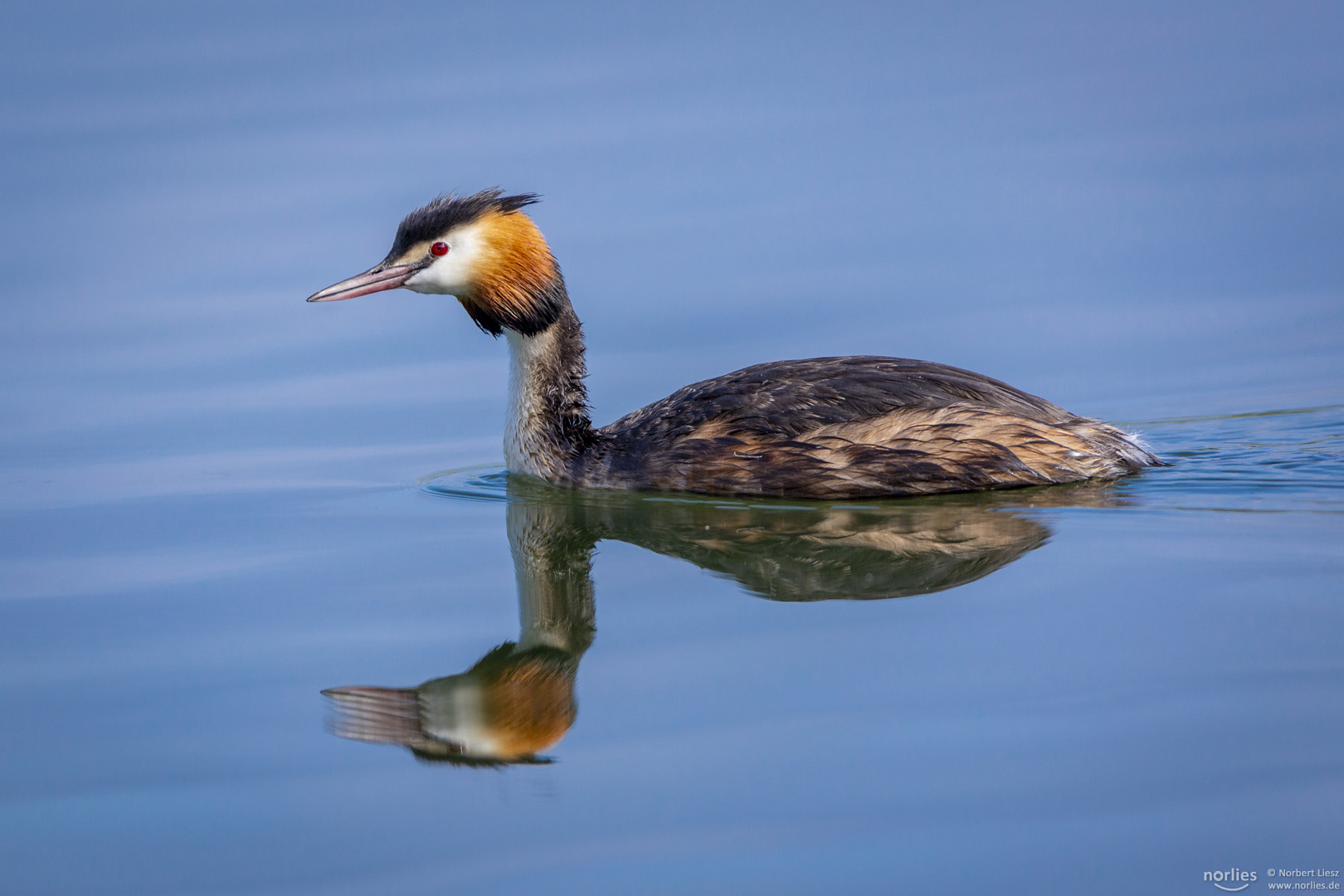 Haubentaucher im Wasser