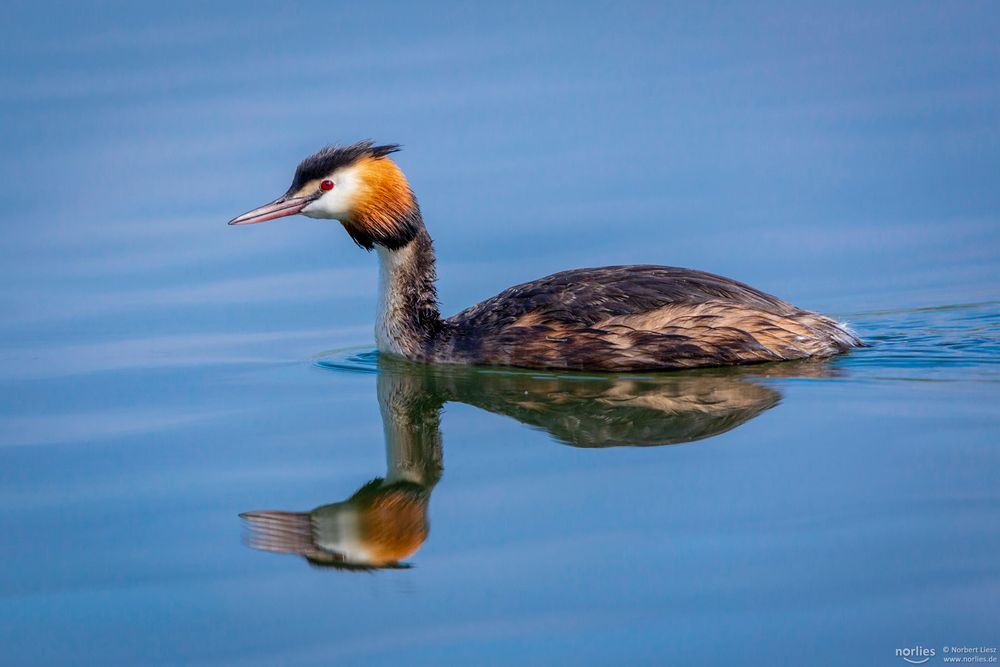 Haubentaucher im Wasser