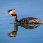 Haubentaucher im Wasser