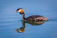 Haubentaucher im Wasser