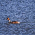 Haubentaucher - IMG_0053