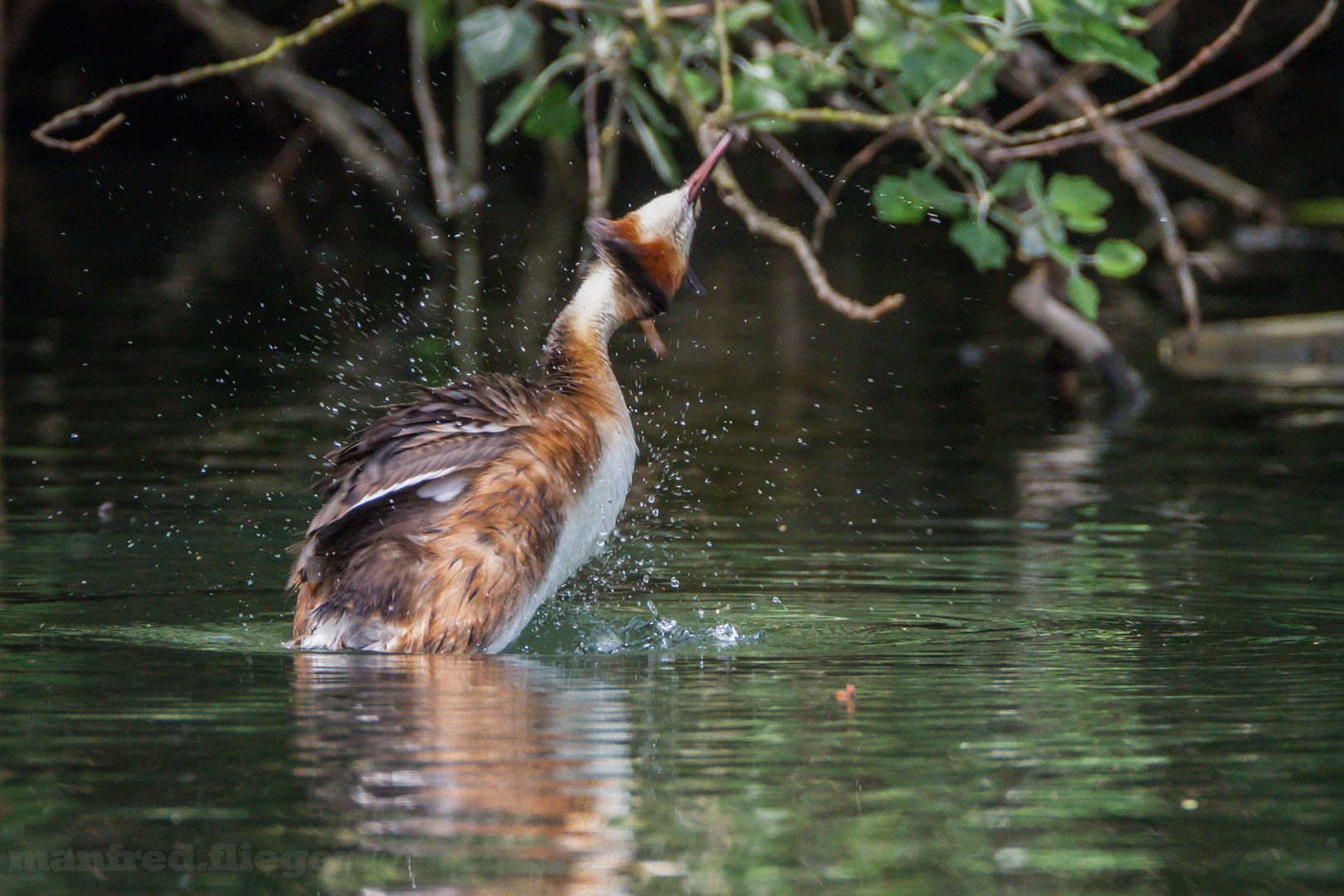 Haubentaucher IMG_5076