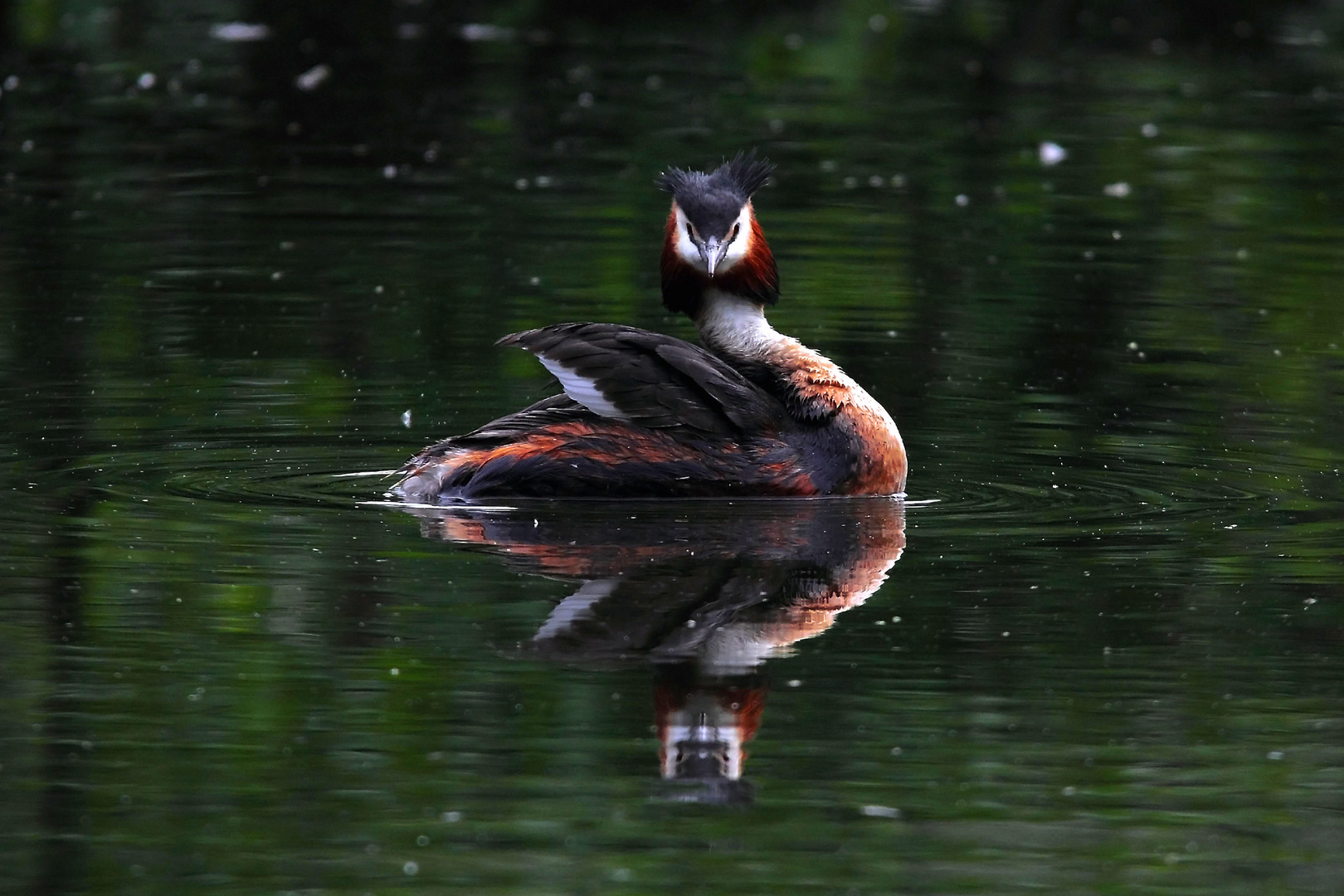 Haubentaucher in Pose