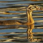  Haubentaucher Junges am Bodensee