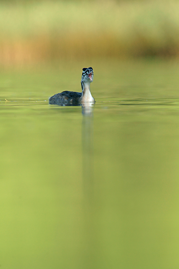 Haubentaucher Jungvogel