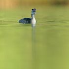 Haubentaucher Jungvogel