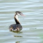 Haubentaucher juvenil, (Podiceps cristatus), Great crested grebe, Somormujo lavanco, 