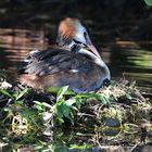 Haubentaucher mit 1 + 2 Tage alten Jungen