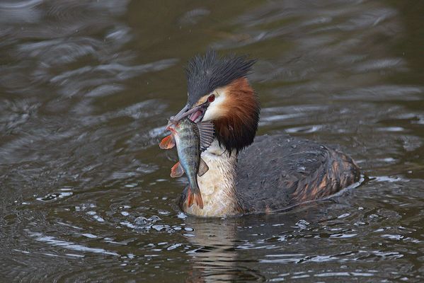   Haubentaucher mit Beute 1 bis 3