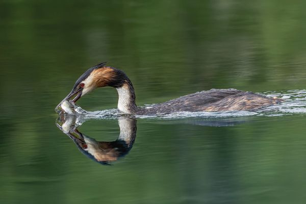 Haubentaucher mit Beutefisch 