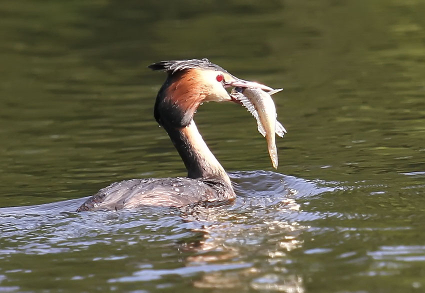 Haubentaucher mit einem Fisch