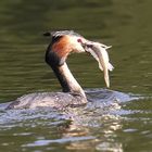 Haubentaucher mit einem Fisch