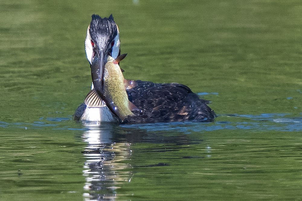 Haubentaucher mit Fisch