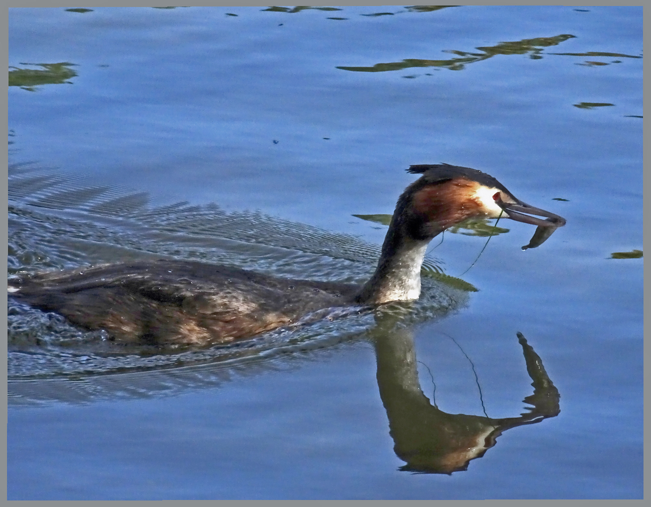 Haubentaucher mit Fisch