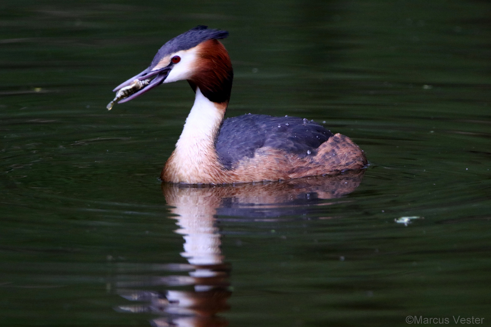 Haubentaucher mit Fisch