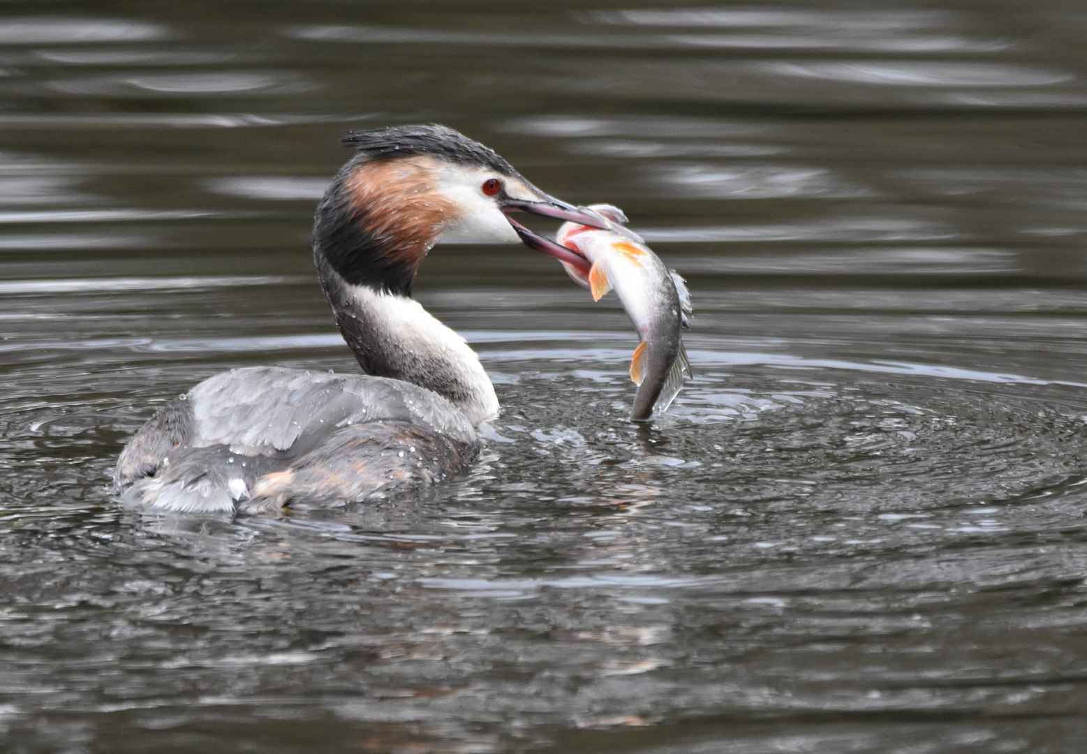 Haubentaucher mit Fisch 