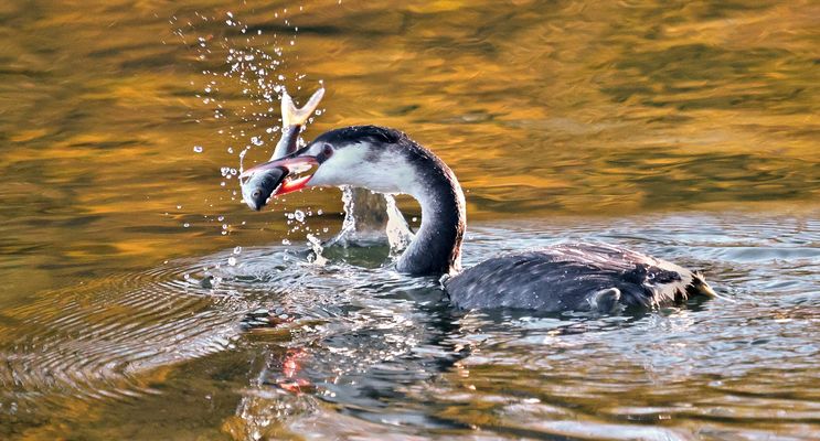 HAUBENTAUCHER MIT FISCH
