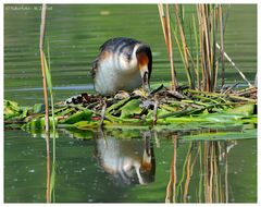 ---- Haubentaucher mit Gelege ------( Podiceps cristatus )