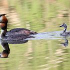 Haubentaucher mit gestreiften Jungvögeln