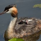 Haubentaucher mit Jungen auf dem Steinhuder Meer