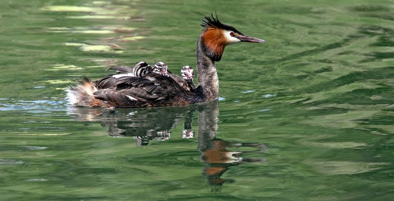  Haubentaucher mit Jungen 