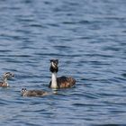 Haubentaucher mit Jungtieren am Waidsee in Weinheim