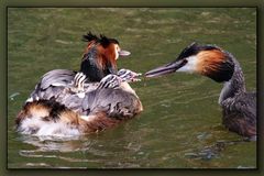 Haubentaucher mit Nachwuchs 01