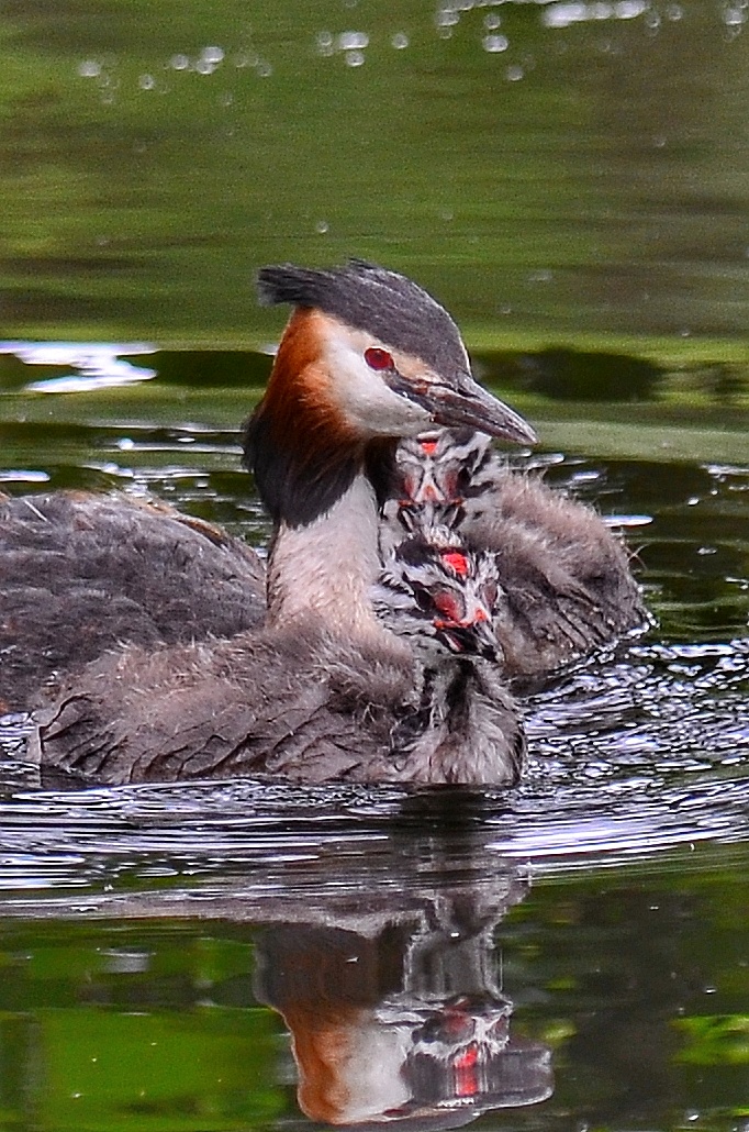 Haubentaucher mit Nachwuchs 