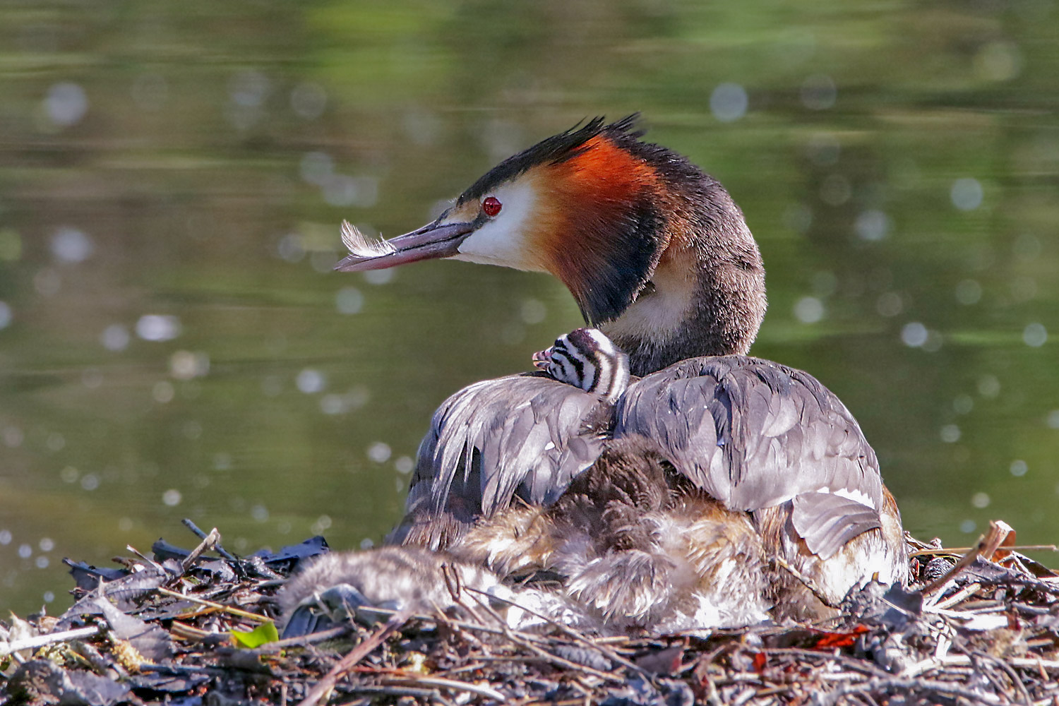 Haubentaucher mit Nachwuchs im Nest...