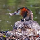 Haubentaucher mit Nachwuchs im Nest...