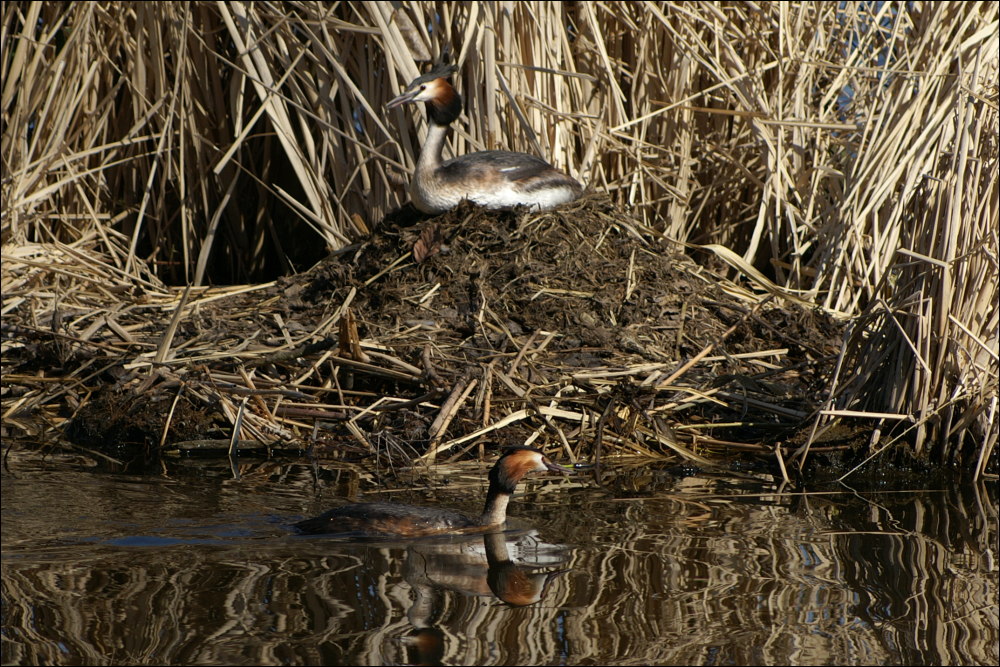 Haubentaucher mit Nest