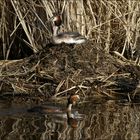 Haubentaucher mit Nest