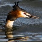 Haubentaucher mit Wasserperle