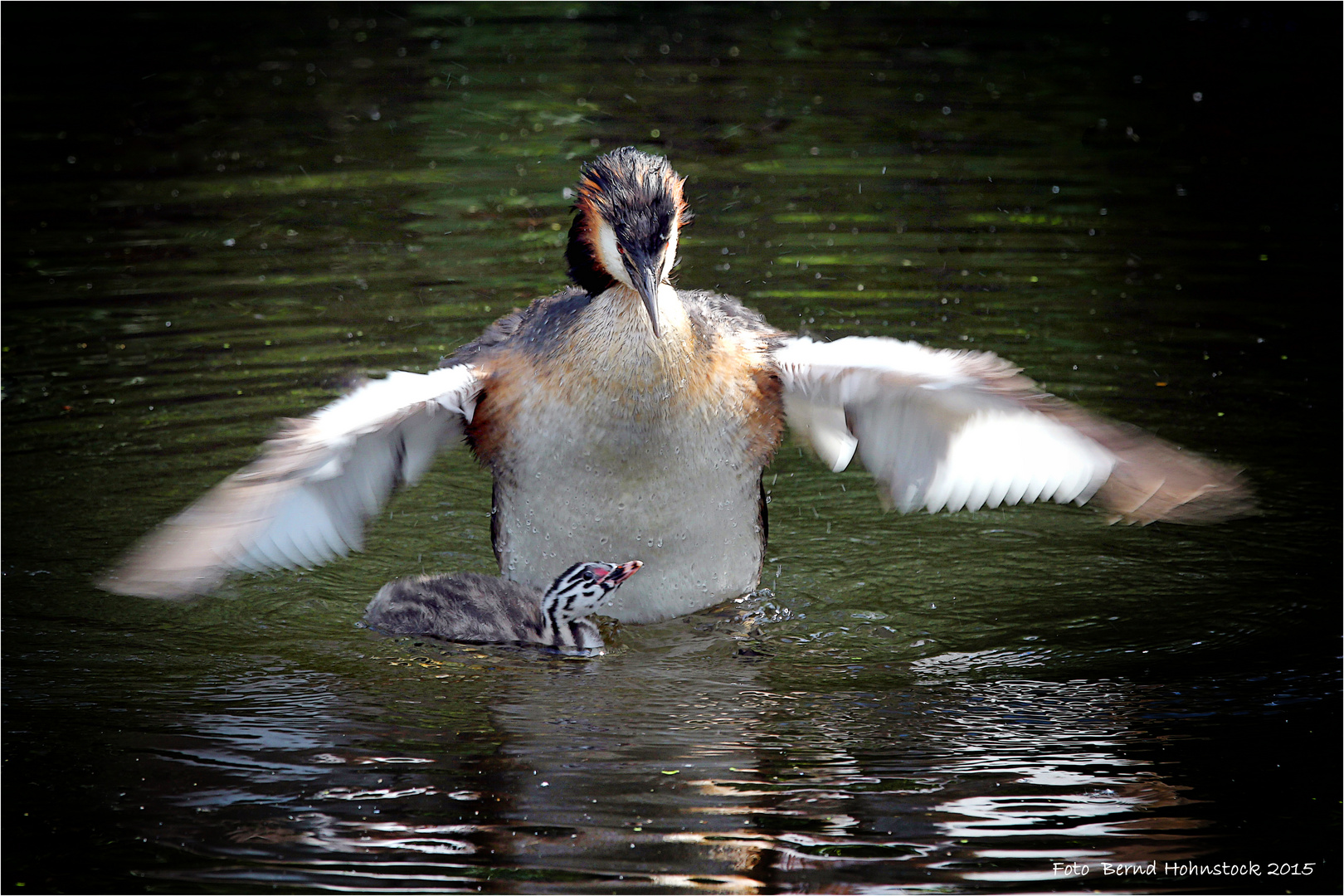 Haubentaucher ........ Naturpark Schwalm / Nette