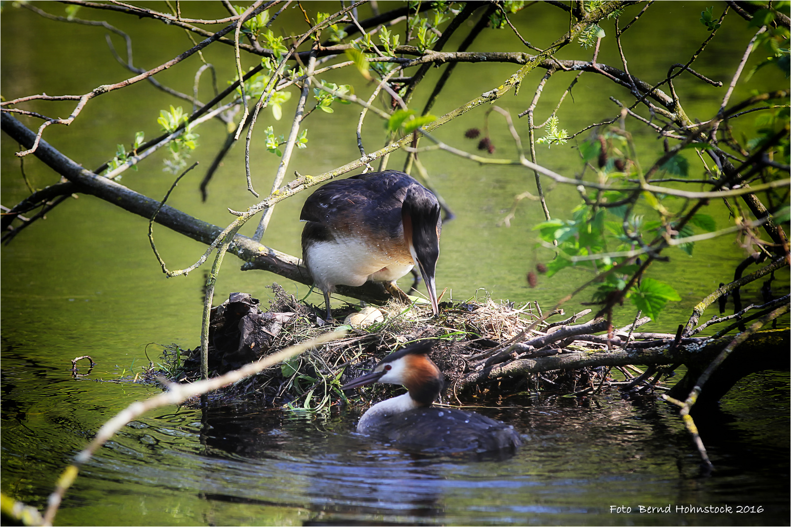 Haubentaucher Naturpark Schwalm - Nette