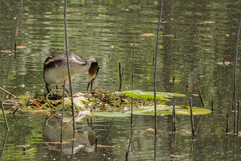 Haubentaucher Nest