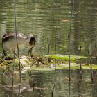 Haubentaucher Nest