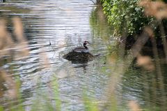 Haubentaucher Nest