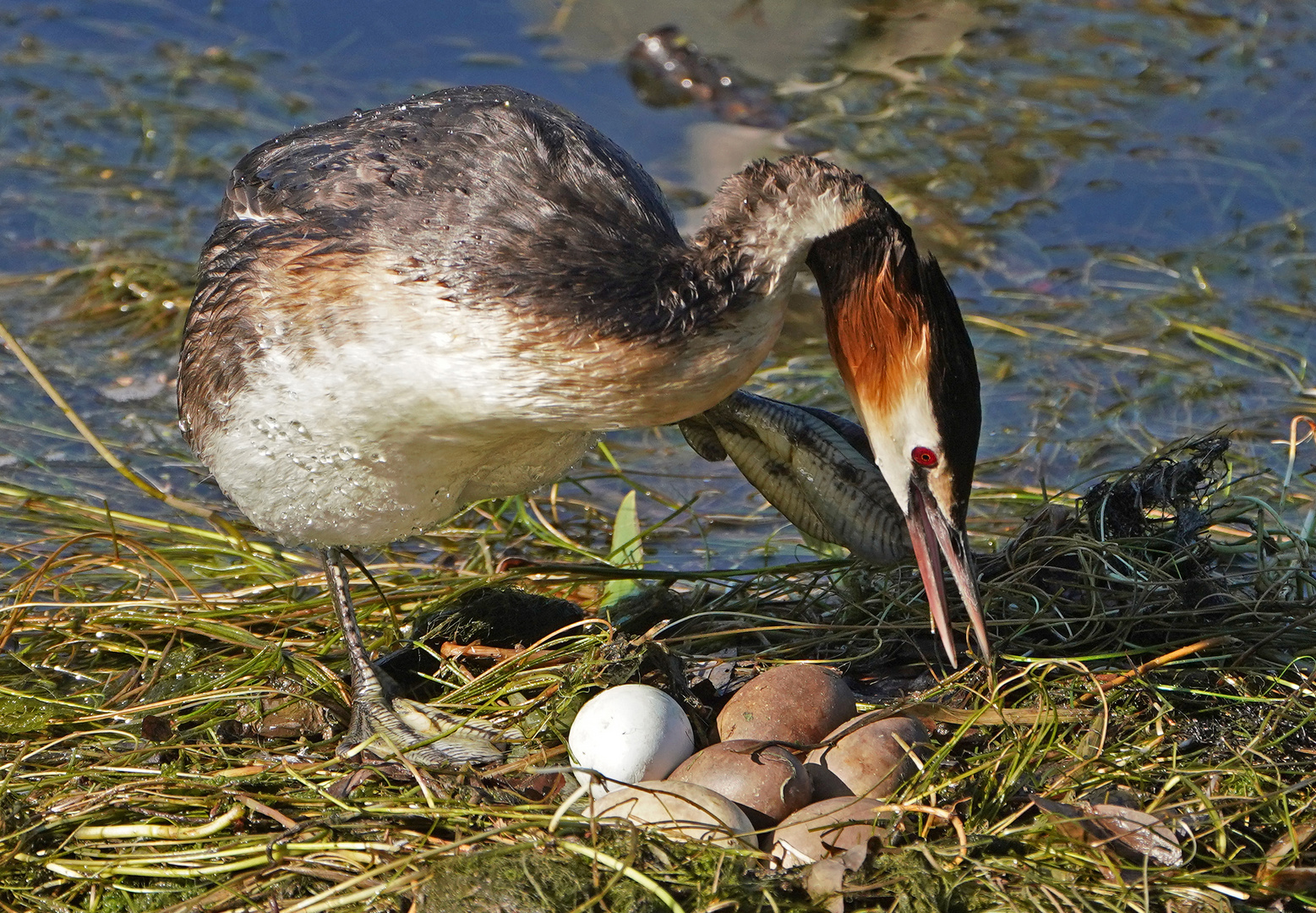 Haubentaucher Nest mit  6 Eier (1)
