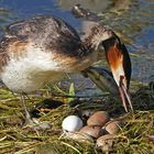 Haubentaucher Nest mit  6 Eier (1)