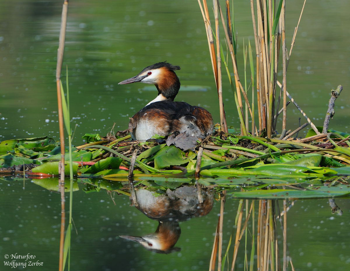 --- Haubentaucher Nr. 1 --- ( Podiceps cristatus )