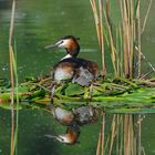 --- Haubentaucher Nr. 1 --- ( Podiceps cristatus )