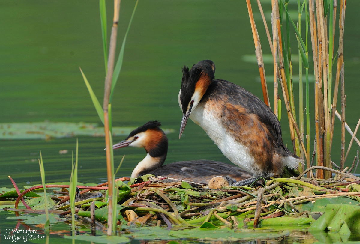 ___ Haubentaucher Nr. 2 --- ( Podiceps critatus )