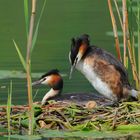 ___ Haubentaucher Nr. 2 --- ( Podiceps critatus )