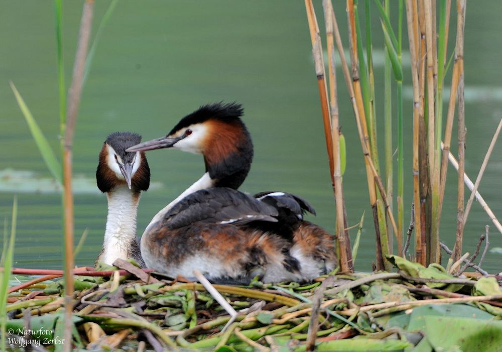 --- Haubentaucher Nr. 3 --- ( Podiceps cristatus )