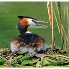 ---- Haubentaucher Nr. 4 ---- ( Podiceps cristatus )