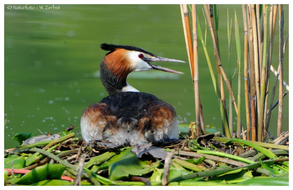 ---- Haubentaucher Nr. 4 ---- ( Podiceps cristatus )